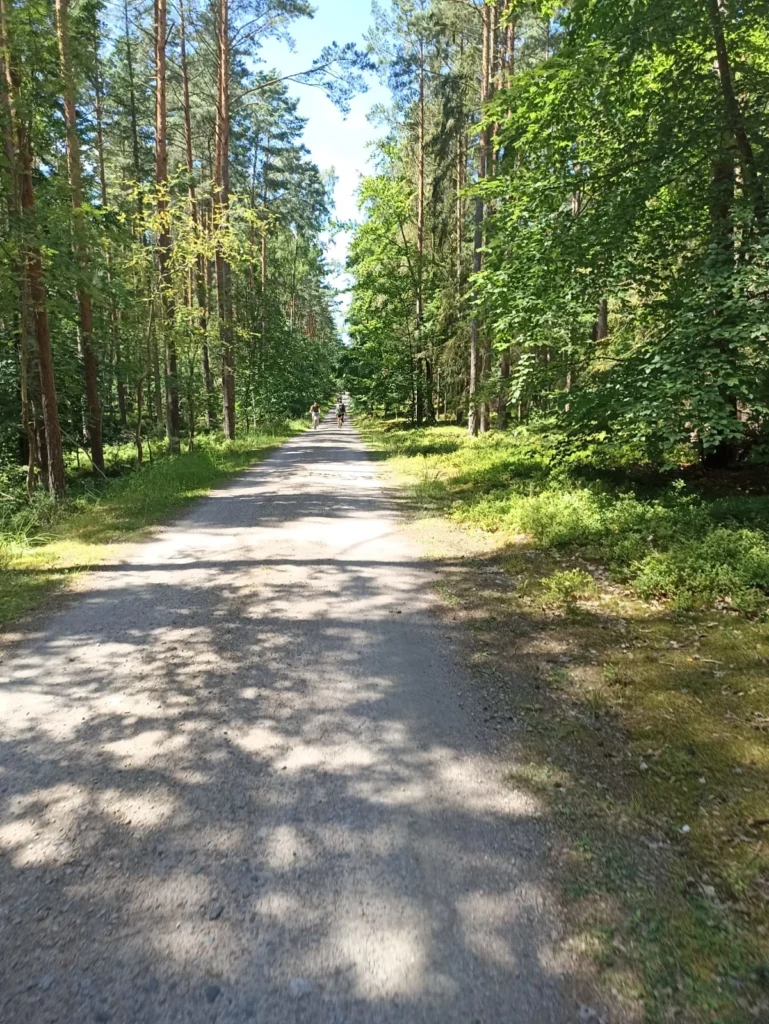 Leśna gruntowa ścieżkaw słoneczny dzień.